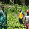  Forêts, communautés, changement climatique et sécurité alimentaire au Cameroun (F3CSAC)