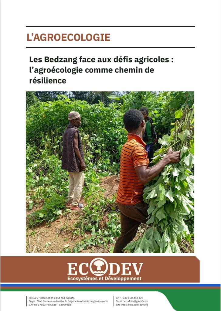 Les Bedzang face aux défis agricoles :l’agroécologie comme chemin derésilience